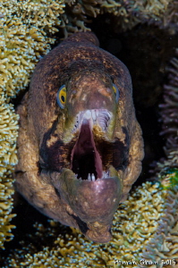 JAWS by Henrik Gram Rasmussen 